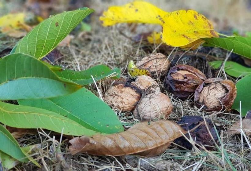 شقة غرفة واحدة, Manoir Le Bout Du Pont