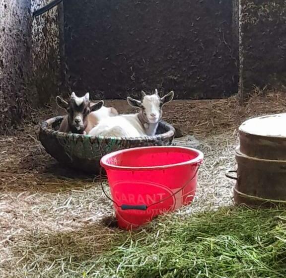 شقة غرفة واحدة ذات إطلالة, Denggnhof