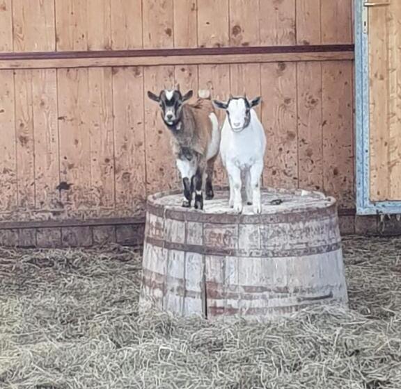 شقة غرفة واحدة ذات إطلالة, Denggnhof