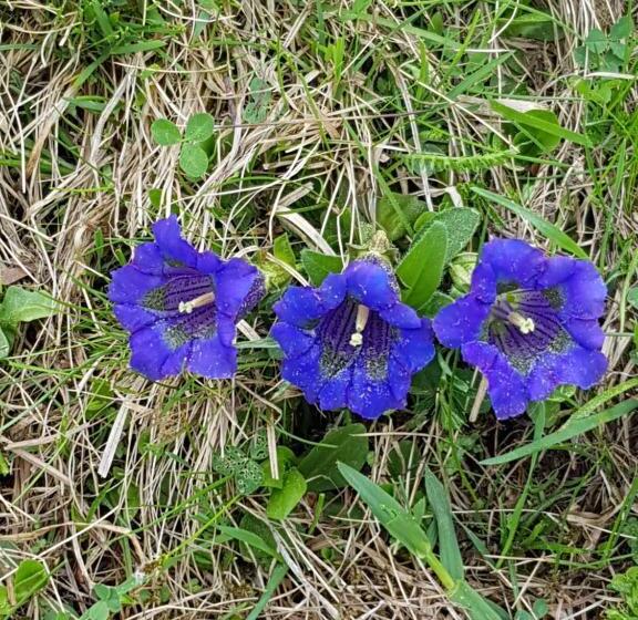 شقة غرفة واحدة ذات إطلالة, Denggnhof