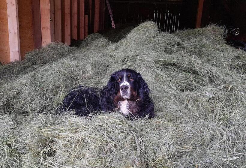 شقة ديلوكس غرفة واحدة, Denggnhof