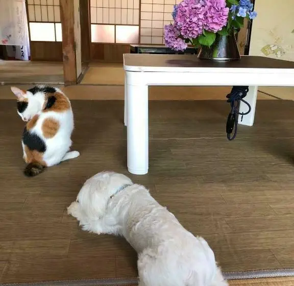ルームシェアのワンベッド, Ioki Station Guest House