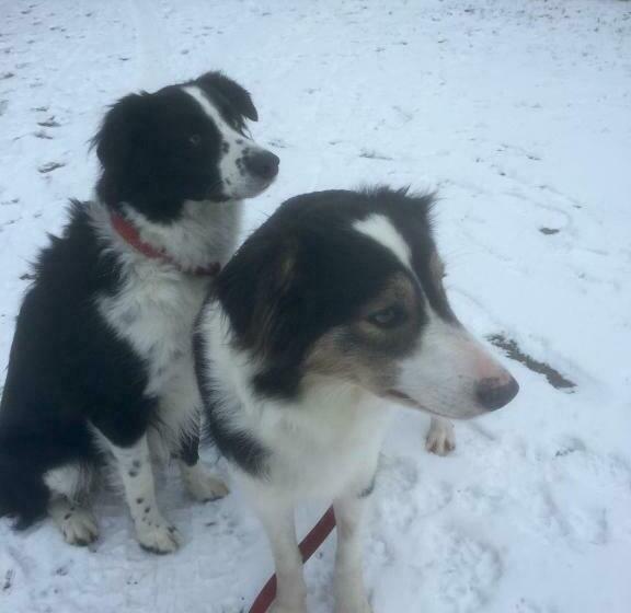 Студио Стандарт с Балконом, Farm Stay Happy Dogs Ranch