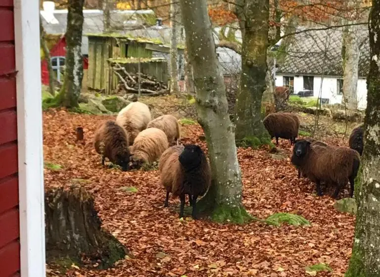 1ベッドルームハウス, Farm Stay Happy Dogs Ranch