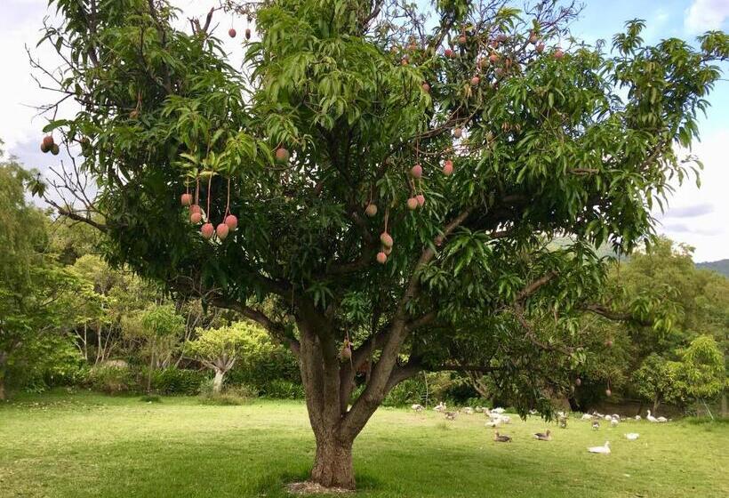 キングサイズベッドのスタンダードルーム, Los Naranjos Hotel Boutique