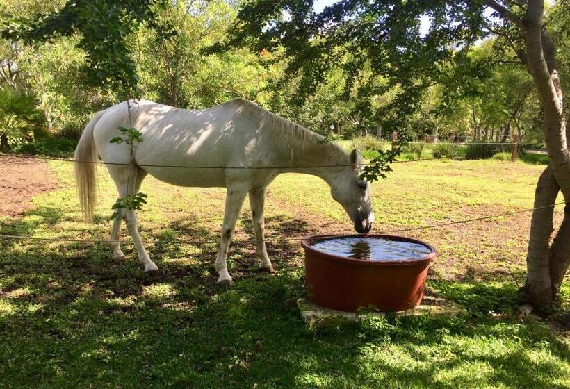 キングサイズベッドのスタンダードルーム, Los Naranjos Hotel Boutique