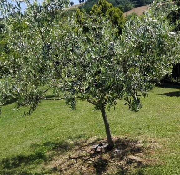 キングサイドベッドのスタンダードワンルーム, Fattoria Di Rigone