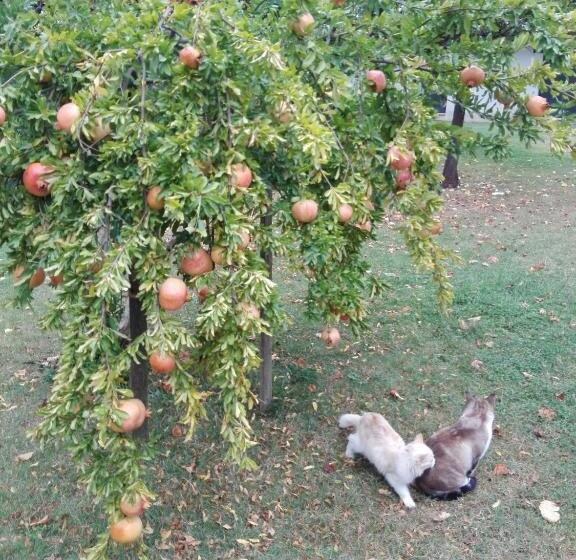 庭の見える１ベッドルームアパートメント, Fattoria Di Rigone