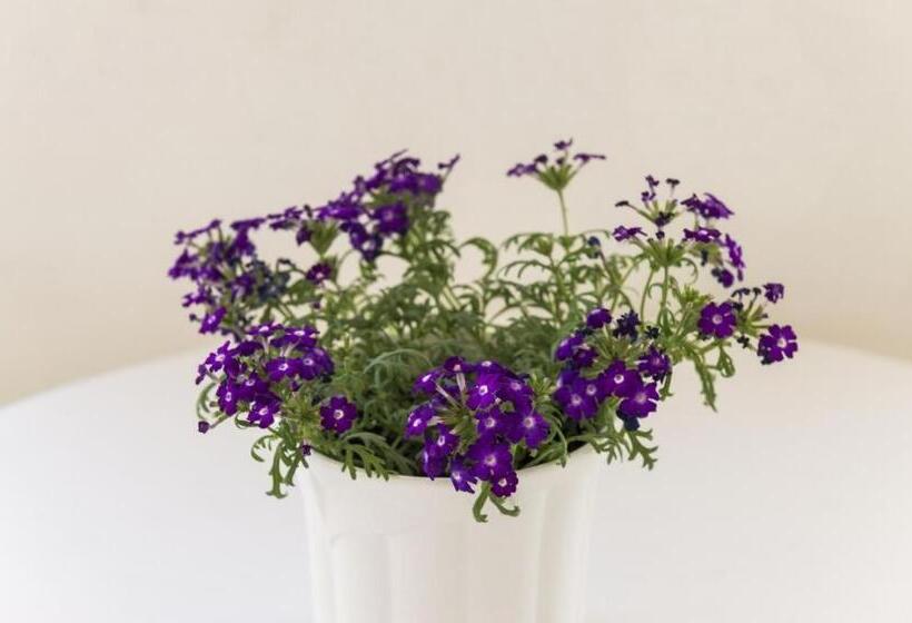 스탠다드 발코니 룸 측면 바다 전망, Cina Apartments