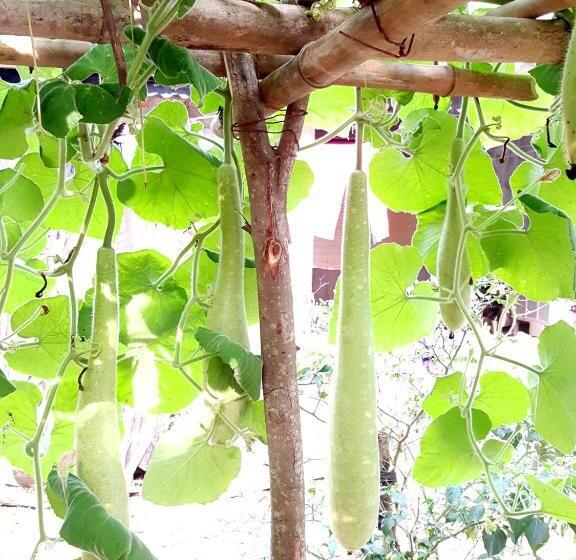 اتاق خانوادگی با چشمانداز باغ, Phong Nha Love Homestay