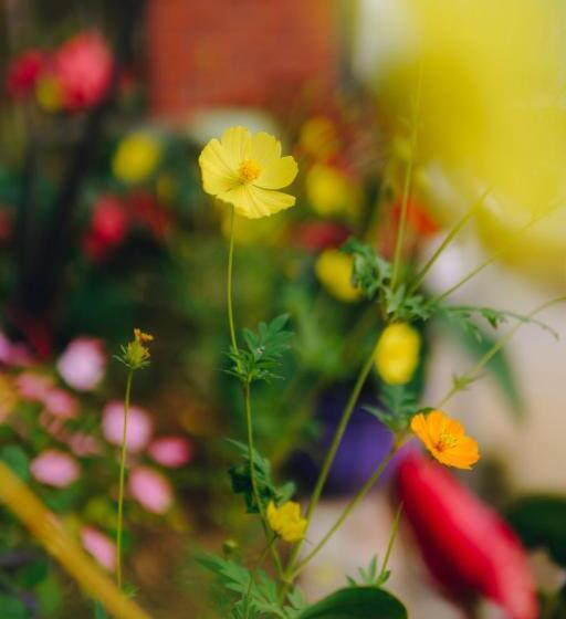 اتاق استاندارد یک نفره, Phong Nha Love Homestay