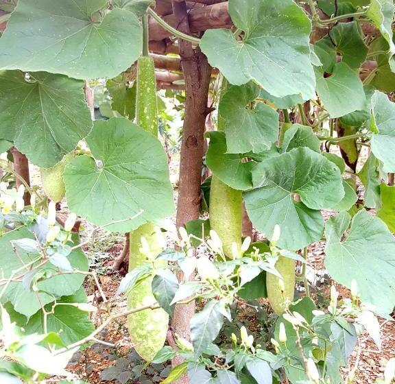 اتاق استاندارد با چشمانداز, Phong Nha Love Homestay