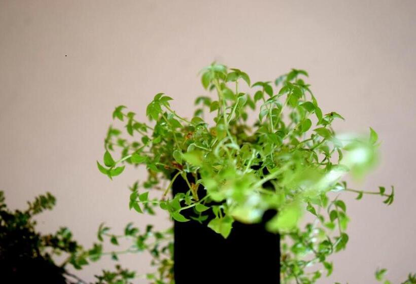 디럭스 패밀리 룸, Gooseberry Family Retreats Wayanad By Karapuzha Resorts