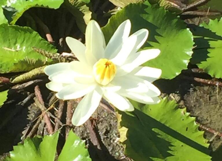 غرفة سوبيريور ثلاثية مطلّة علي البحر, Casa Grande São Vicente