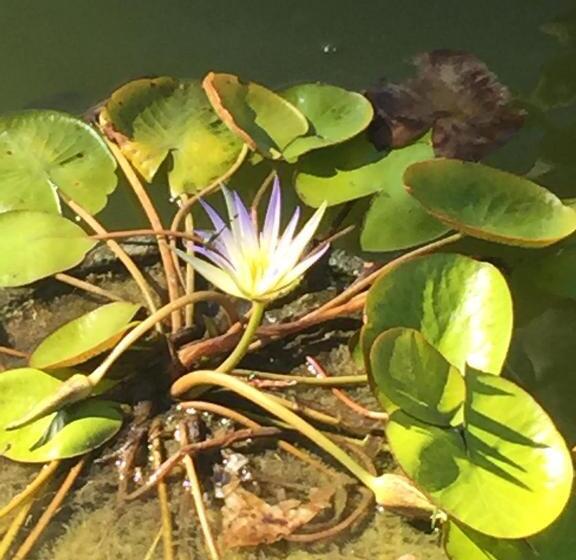 غرفة قياسية مطلّة علي البحر, Casa Grande São Vicente