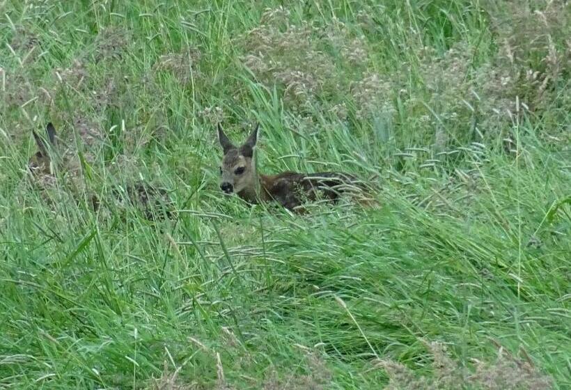 バルコニー付きスタンダードルーム, Wirtshaus Neuenkirchen