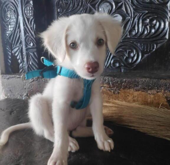 ویلای 1 خوابه, Watamu Sunrise Villa