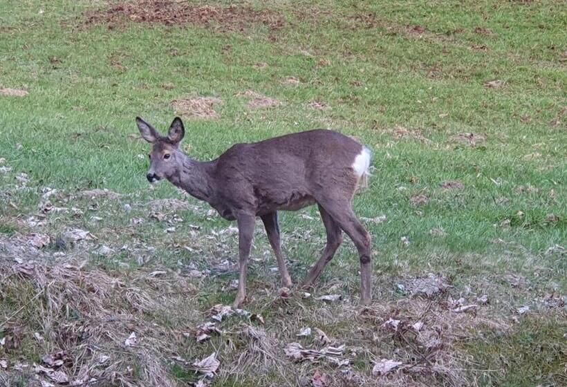 חדר סטנדרט יחיד, Boutique Hotel Alpenhof