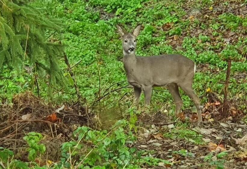 חדר אקונומי לארבעה, Boutique Hotel Alpenhof