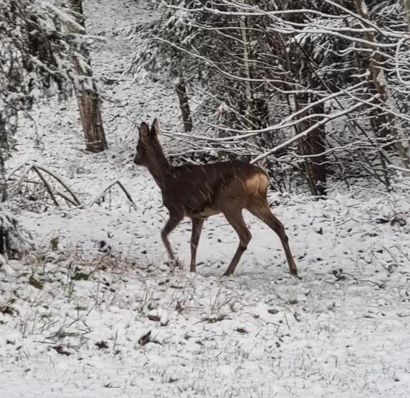 חדר דלוקס לשלושה, Boutique Hotel Alpenhof