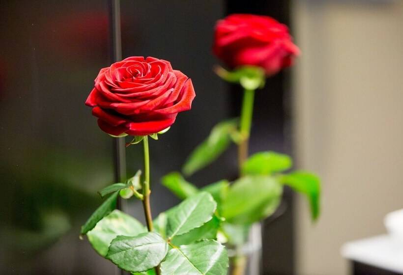 标准间, Dasbreitehotel Am Rhein