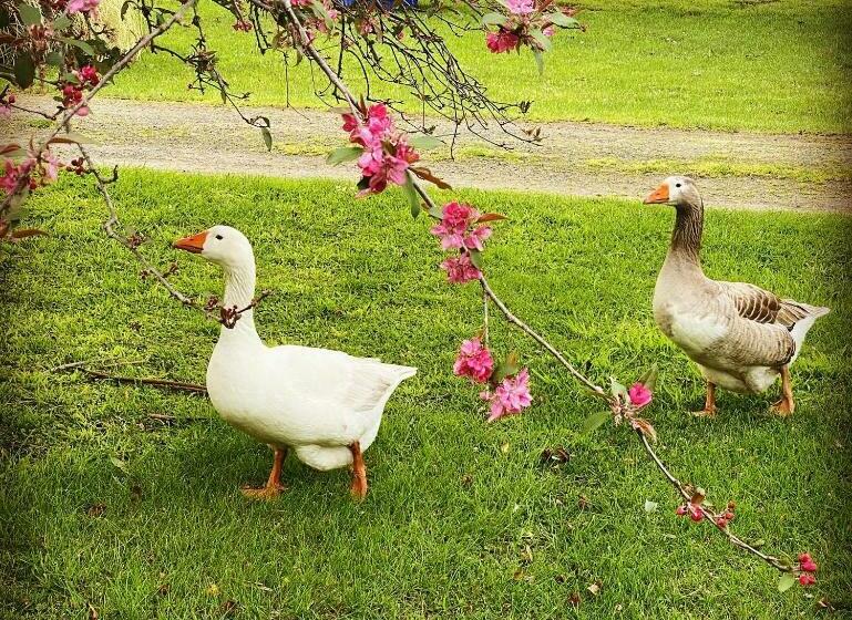 בית, 2 חדרי שינה, Bush Retreat Farm Stay 2 Br Guest Suite