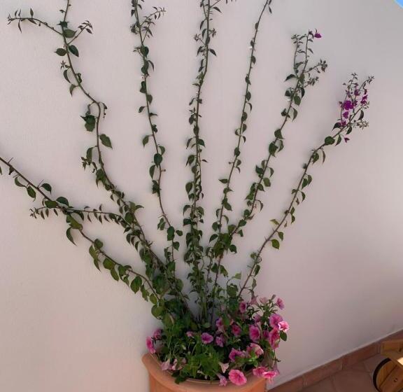 デラックススイート, Villa Fortuna