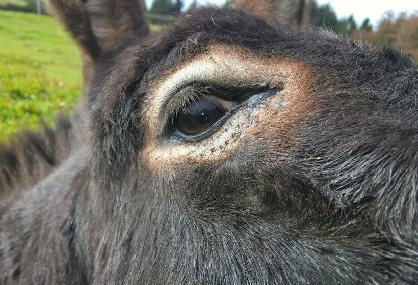 בית, חדר שינה 1, Funny Farm