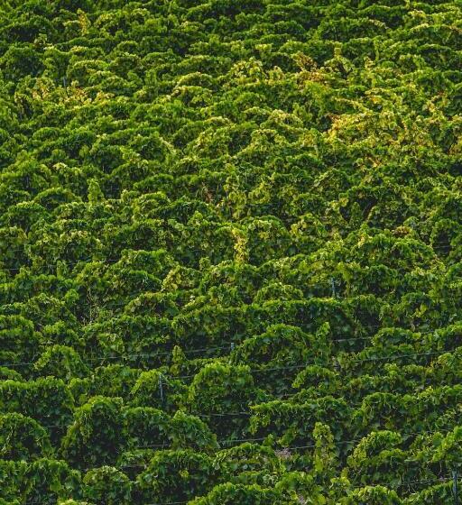 דירת שני חדרים, Kallikoros Country Resort & Spa