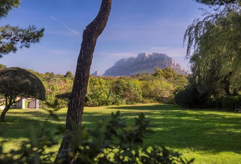 جناح جونيور عائلى, Ollastu