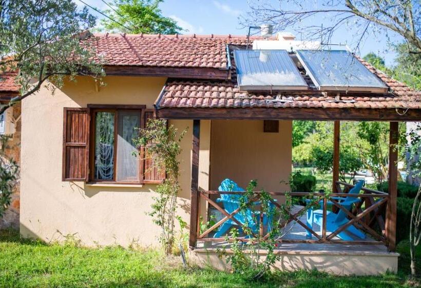 스탠다드 룸, Dalya Life