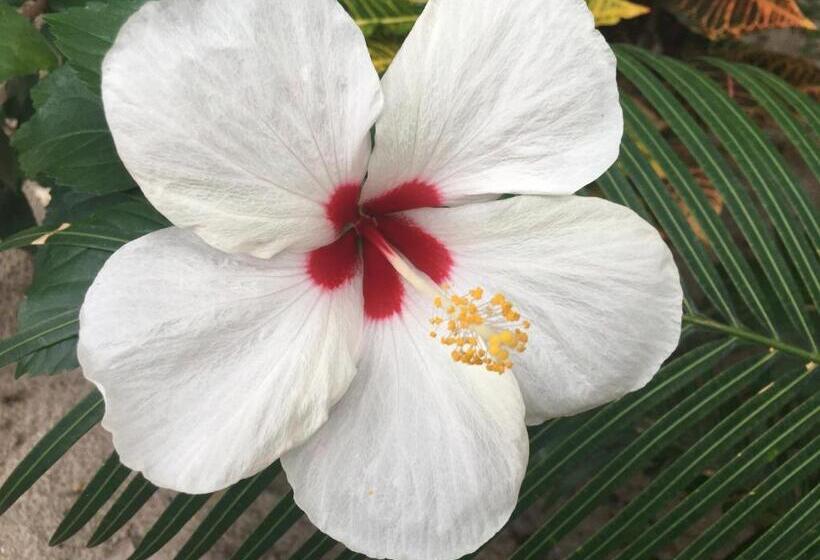 חדר סטודיו סטנדרד, Driftwood Gardens Guesthouse