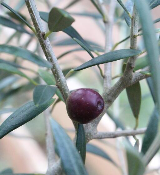 可观山景的小型套房, Pousada Vilarejo Das Oliveiras