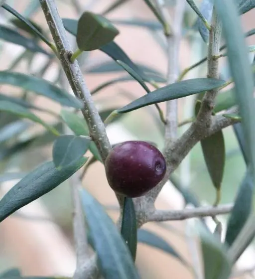 Juniorsviitti Vuoristonäkymä, Pousada Vilarejo Das Oliveiras