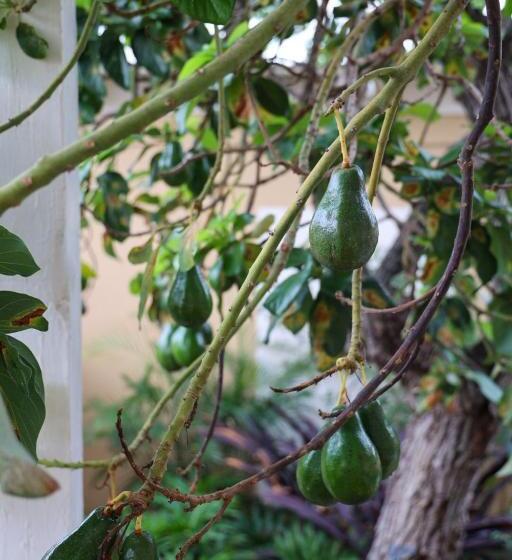 سوئیت جونیور با چشمانداز باغ, Victoria House