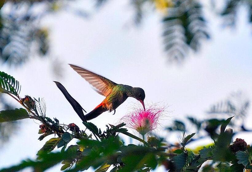 غرفة قياسية ثلاثية, La Gran Esquina