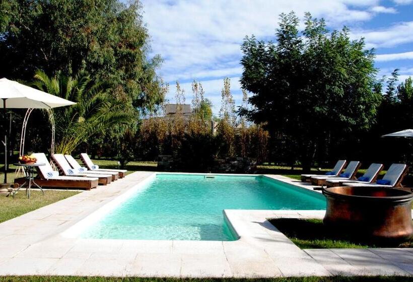 スタンダードルーム, Suter Petit