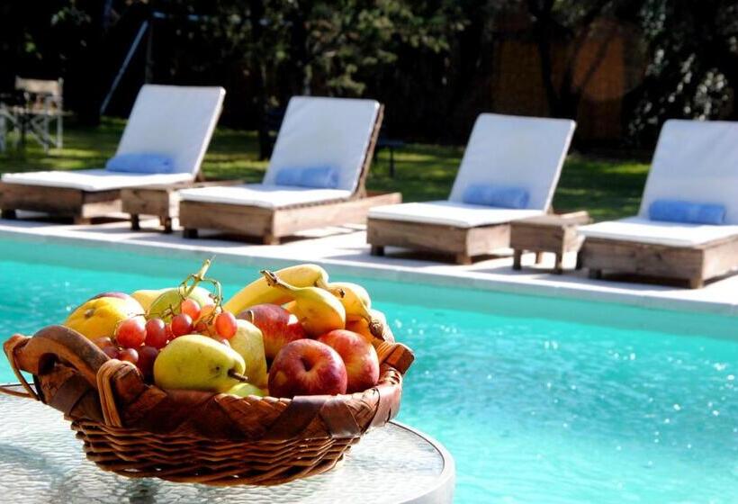 スタンダードルーム, Suter Petit