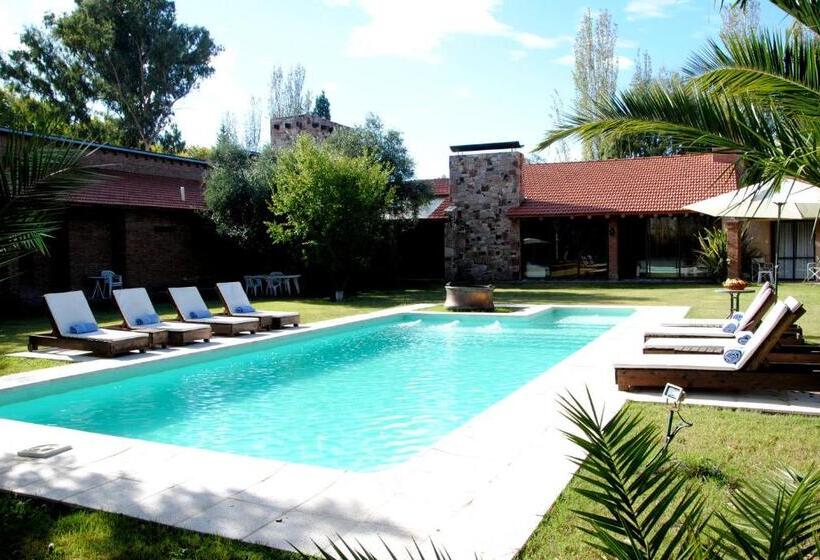 スタンダードルーム, Suter Petit