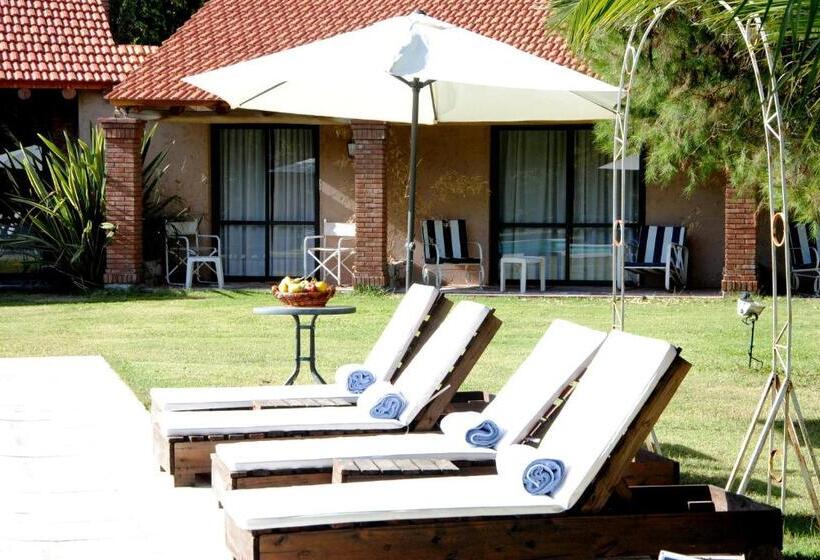 スタンダードルーム, Suter Petit