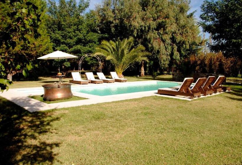 スタンダードルーム, Suter Petit