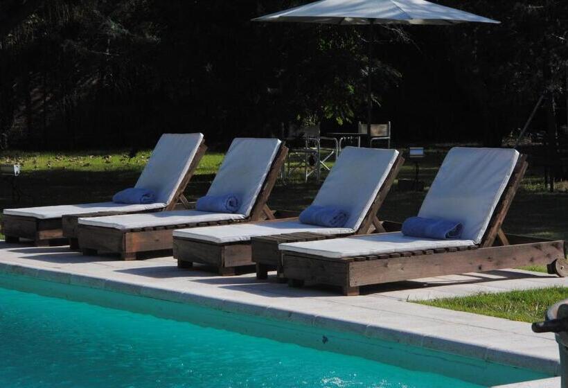 スタンダードルーム, Suter Petit