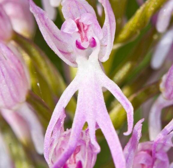 خانه 4 خوابه, Casa Babel Monfragüe