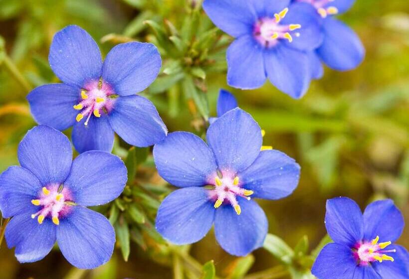 خانه 4 خوابه, Casa Babel Monfragüe