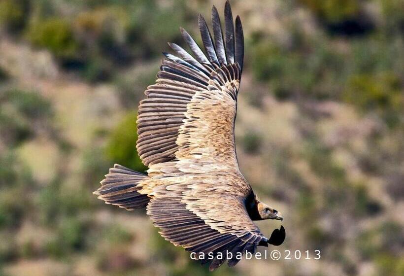 خانه 4 خوابه, Casa Babel Monfragüe