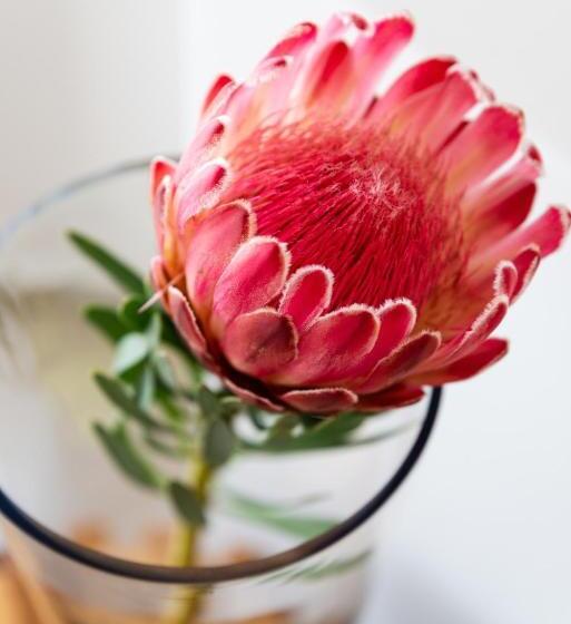 חדר דלוקס עם מרפסת נוף לים, Villa Afrikana Guest Suites By Knysna Paradise Collection