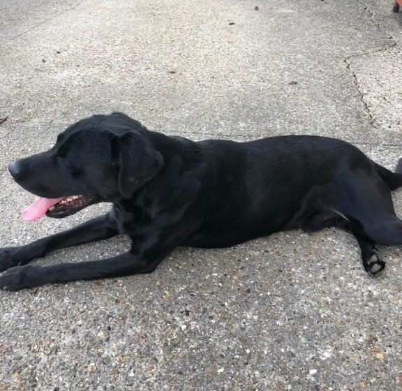 デラックスルーム, Room In House Near Lycee International St Germain En Laye