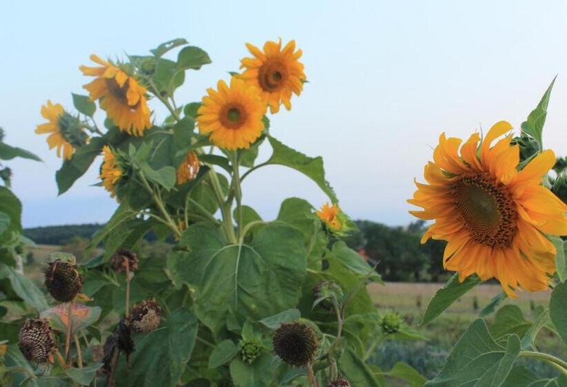 带大床的高级房间, Au Mas De Janita