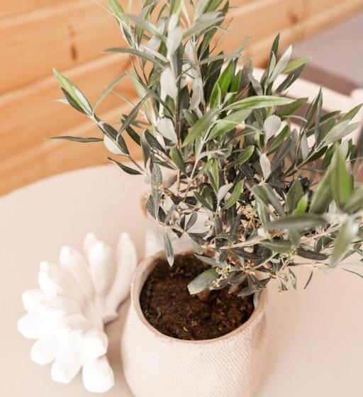 Estúdio Standard, Ridderstee Ouddorp Duin