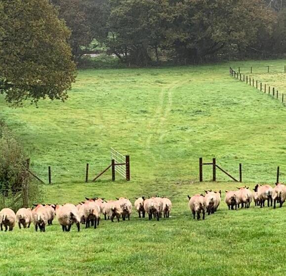 غرفة قياسية, The Reindeer Retreat Buttercup Twin